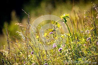 Alpine summerÂ meadow purple, blue and yellow flowers with spring gentian Gentiana verna and grass in the background in Stock Photo